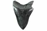 Serrated, Fossil Megalodon Tooth - South Carolina #153835-1
